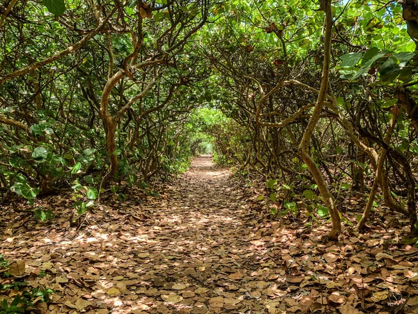 Path Tunnel Sea Grapes Blowing Rocks Preserve Jupiter Florida — Stock Photo, Image