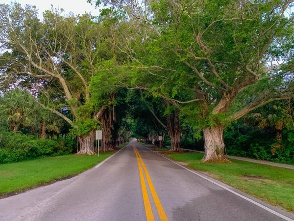 The Banyan Tree Tunnel in Stuart, Florida