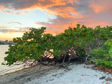 Jüpiter Adası, Florida 'da mangrovların ve deniz üzümlerinin üzerinde gün batımı