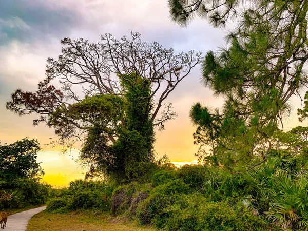 Jonathan Dickenson State Park Zonsondergang Dennenbossen — Stockfoto