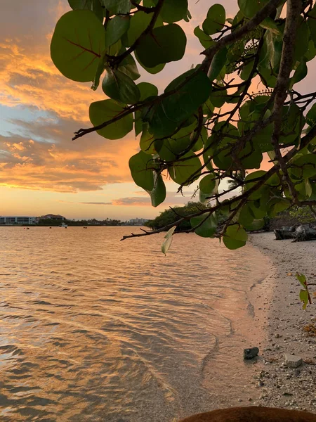 Sonnenuntergang Über Den Mangroven Und Meertrauben Auf Jupiter Island Florida — Stockfoto