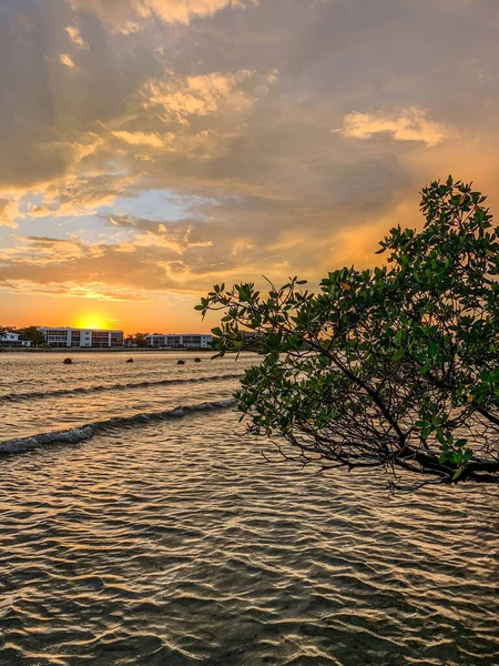 Sunset Mangroves Sea Grapes Jupiter Island Florida — Stock Photo, Image