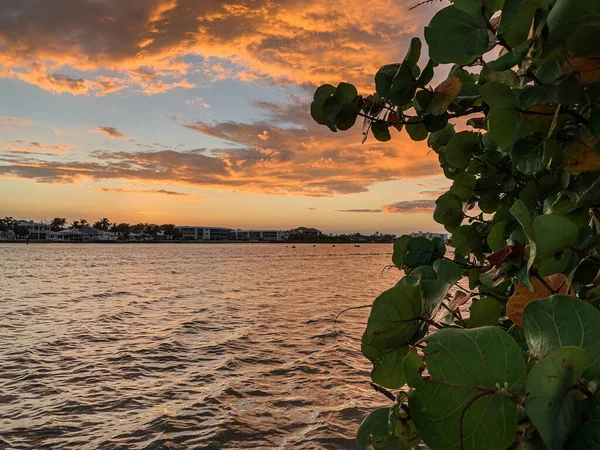 Sonnenuntergang Über Den Mangroven Und Meertrauben Auf Jupiter Island Florida — Stockfoto