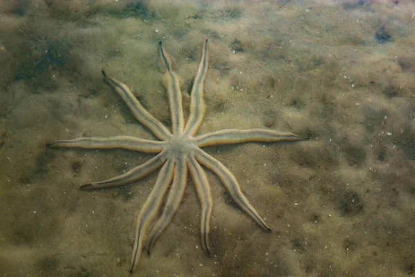 Luidia Senegalensis Estrela Mar Nove Braços Que Esconde Areia Oceano — Fotografia de Stock