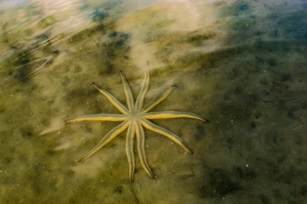 Luidia Senegalensis Estrela Mar Nove Braços Que Esconde Areia Oceano — Fotografia de Stock