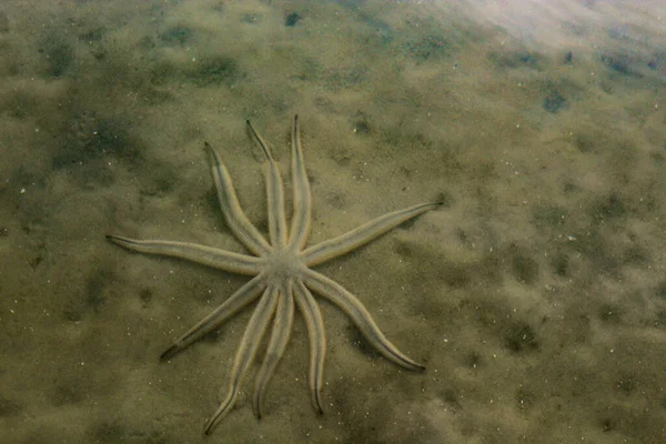 Luidia Senegalensis Estrela Mar Nove Braços Que Esconde Areia Oceano — Fotografia de Stock