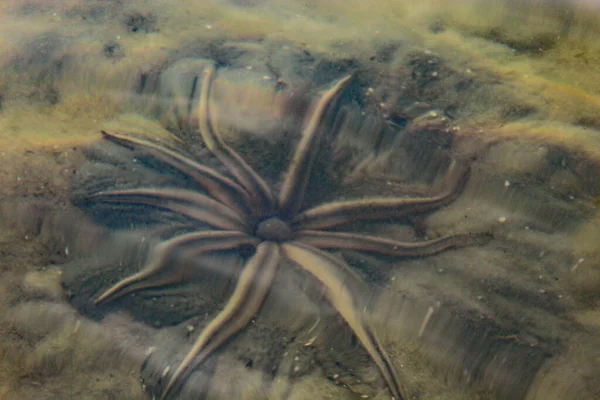 Luidia Senegalensis Estrela Mar Nove Braços Que Esconde Areia Oceano — Fotografia de Stock