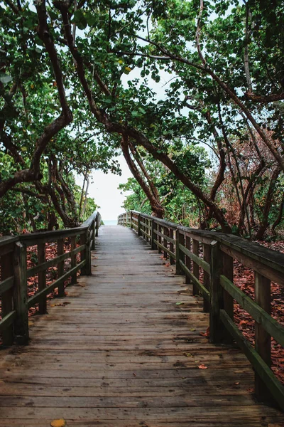 Túnel Árboles Florida Océano — Foto de Stock