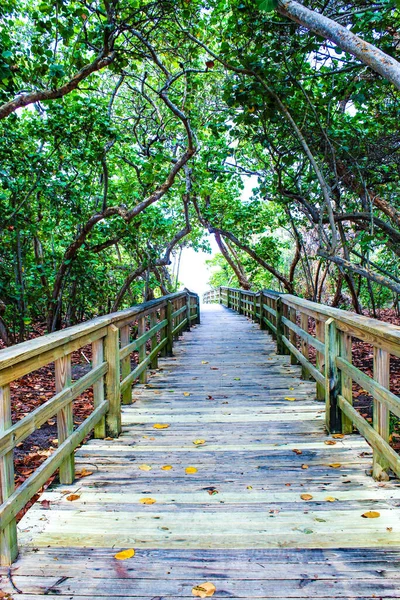 Florida Tree Tunnel Ocean — Stock Photo, Image