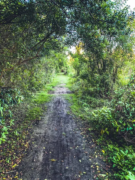 Dirt Path Forest Florida — Stock Photo, Image