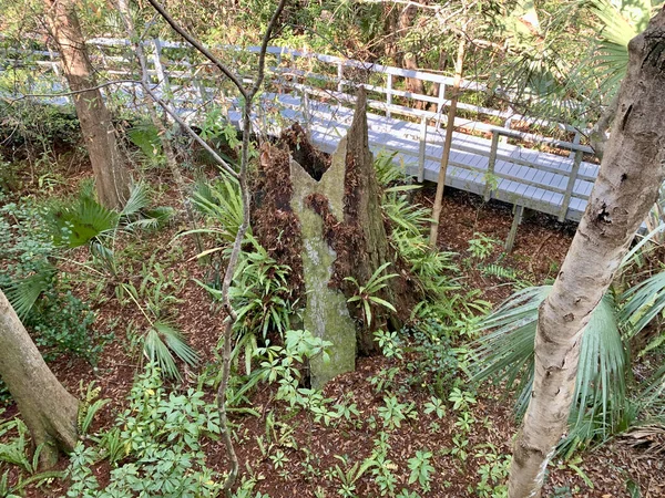 Florida bataklığındaki Fern Ormanı Doğa Merkezi 'nde sahil yolu.