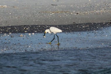 Napoli 'de nehir kıyısında yürüyen kuş.