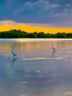 Kaplankuyruğu Sahili 'nde gün batımı San Marco Adası, Florida