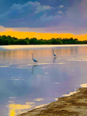 Kaplankuyruğu Sahili 'nde gün batımı San Marco Adası, Florida