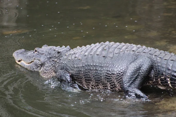 Wetland Roofdieren Bij Drinkplaats Het Moeras — Stockfoto