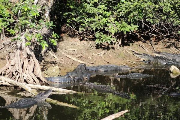 Wetland Roofdieren Bij Drinkplaats Het Moeras — Stockfoto