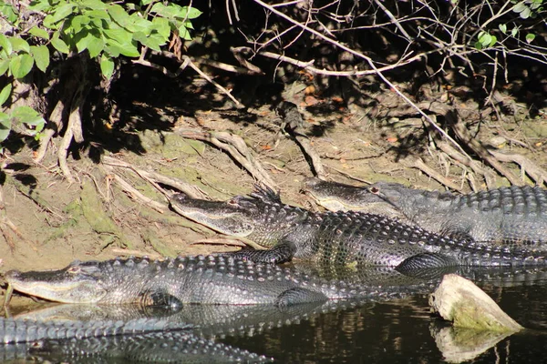 Wetland Roofdieren Bij Drinkplaats Het Moeras — Stockfoto