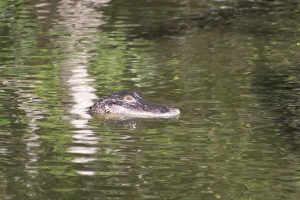 Wetland Predators Watering Hole Bayou — Stock Photo, Image