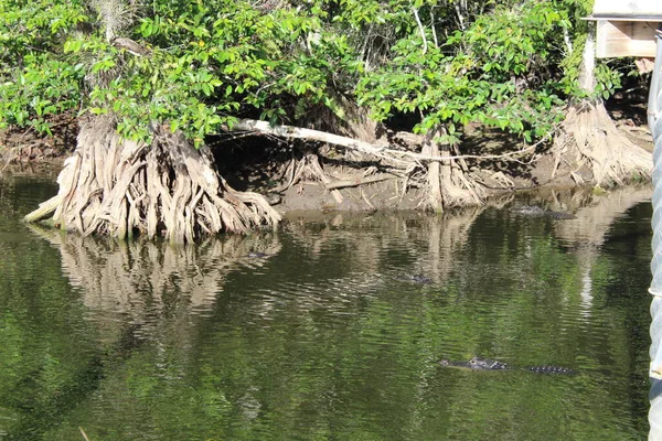 Predadores Zonas Húmidas Buraco Rega Bayou — Fotografia de Stock