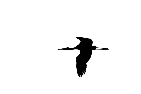 Großer Vogel Mit Ausgebreiteten Flügeln Fliegt — Stockfoto