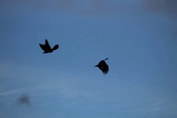 两只麻雀在空中飞翔 — 图库照片
