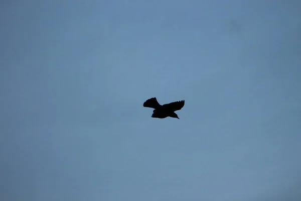 两只麻雀在空中飞翔 — 图库照片