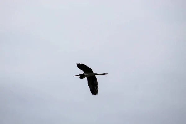 Großer Vogel Mit Ausgebreiteten Flügeln Fliegt — Stockfoto