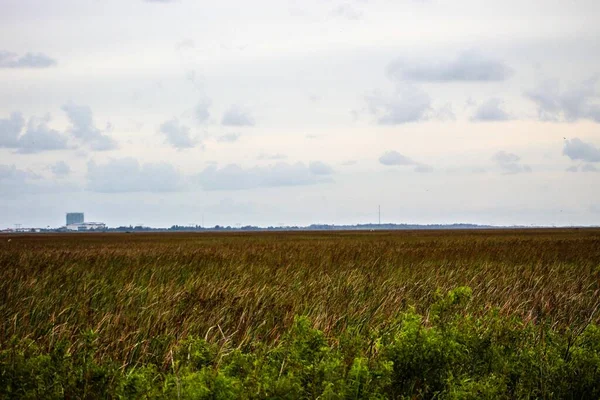 Gras Stormachtige Luchten Het Moeras — Stockfoto