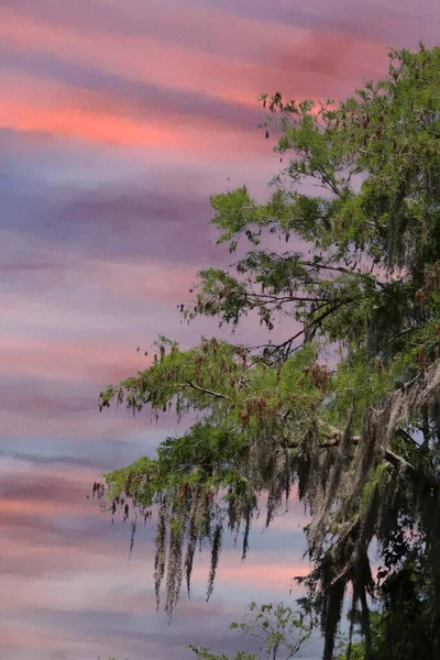 Hängendes Moos Einem Riesigen Baum Sumpf Bei Sonnenuntergang Florida — Stockfoto