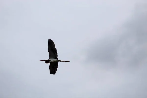 Uçan Kanatları Olan Büyük Bir Kuş — Stok fotoğraf