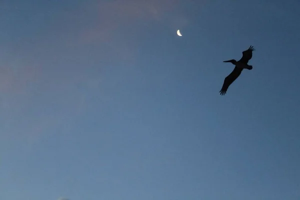 Pelikan Sahilde Gökyüzünde Uçuyor — Stok fotoğraf