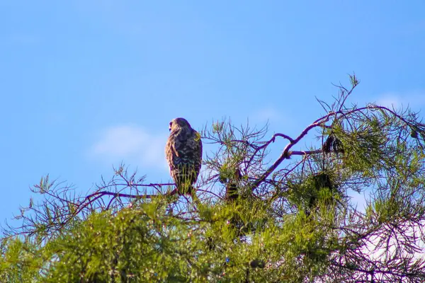 Rovfågel Trädet Everglades — Stockfoto