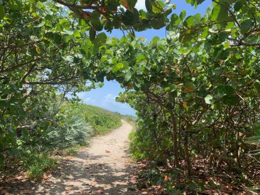Jüpiter, Florida 'daki Blowing Rocks' ta bir deniz üzümü tünelinin altındaki patika.
