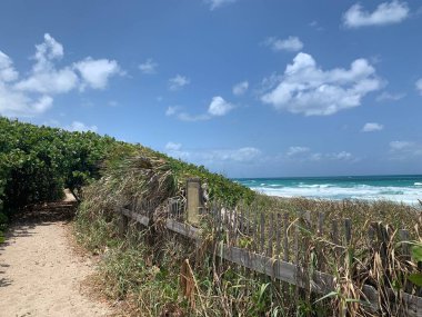 Jüpiter, Florida 'daki Blowing Rocks' ta bir deniz üzümü tünelinin altındaki patika.
