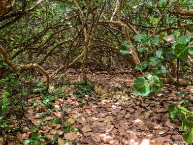Jüpiter, Florida 'daki Blowing Rocks' ta bir deniz üzümü tünelinin altındaki patika.