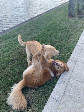 Golden Retriever köpeği ve annesi bahçede güreşiyor..
