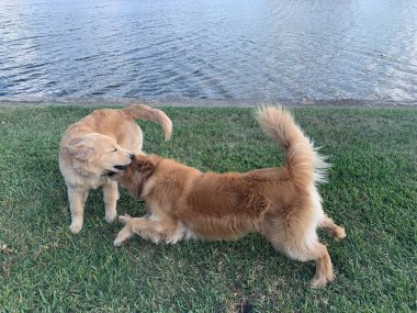 Golden Retriever köpeği ve annesi bahçede güreşiyor..