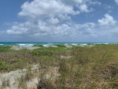 Jüpiter, Florida 'daki Blowing Rocks' ta bir deniz üzümü tünelinin altındaki patika.