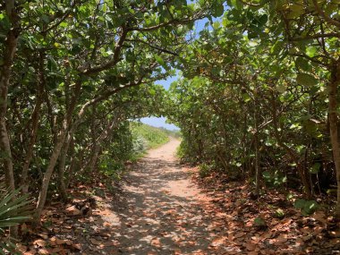 Jüpiter, Florida 'daki Blowing Rocks' ta bir deniz üzümü tünelinin altındaki patika.