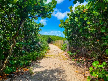 Jüpiter, Florida 'daki Blowing Rocks' ta bir deniz üzümü tünelinin altındaki patika.
