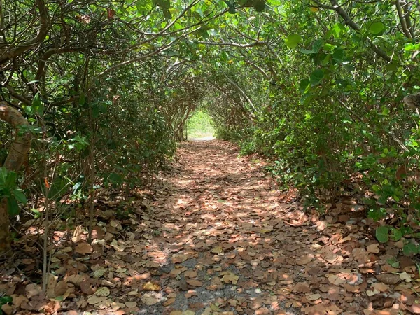 Шлях Під Тунелем Морського Винограду Янучих Скелях Заповіднику Юпітері Флорида — стокове фото