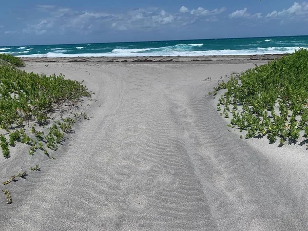 Weg Onder Een Tunnel Van Zeedruiven Blowing Rocks Preserve Jupiter — Stockfoto