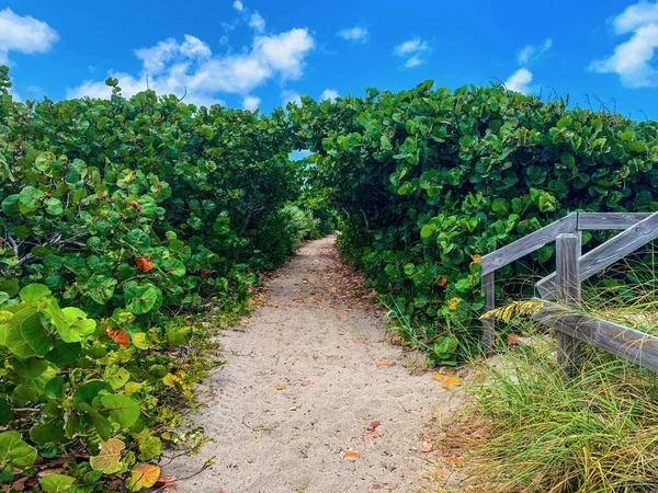 Jüpiter, Florida 'daki Blowing Rocks' ta bir deniz üzümü tünelinin altındaki patika.