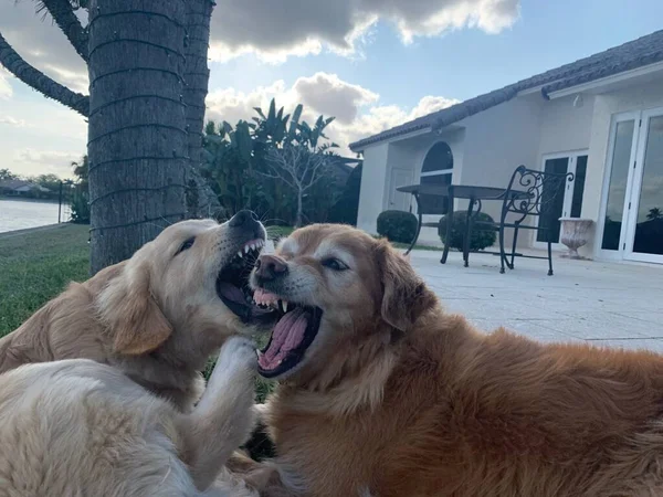 Golden Retriever Puppy Zijn Moeder Worstelen Tuin — Stockfoto