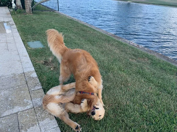 Golden Retriever Puppy Its Mom Wrestle Yard — Stock Photo, Image