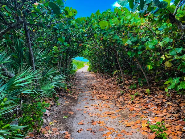 Jüpiter, Florida 'daki Blowing Rocks' ta bir deniz üzümü tünelinin altındaki patika.