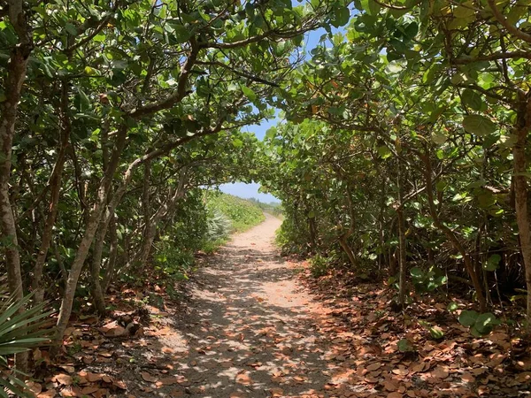 Jüpiter, Florida 'daki Blowing Rocks' ta bir deniz üzümü tünelinin altındaki patika.