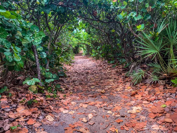 Jüpiter, Florida 'daki Blowing Rocks' ta bir deniz üzümü tünelinin altındaki patika.