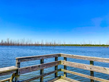 Arkansas 'taki Cane Creek Gölü' nde ölü selvi ağaçları