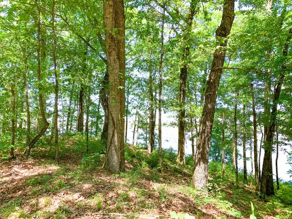 Bayou Bartholomew Visible Woods Cane Creek State Park — Stock Photo, Image